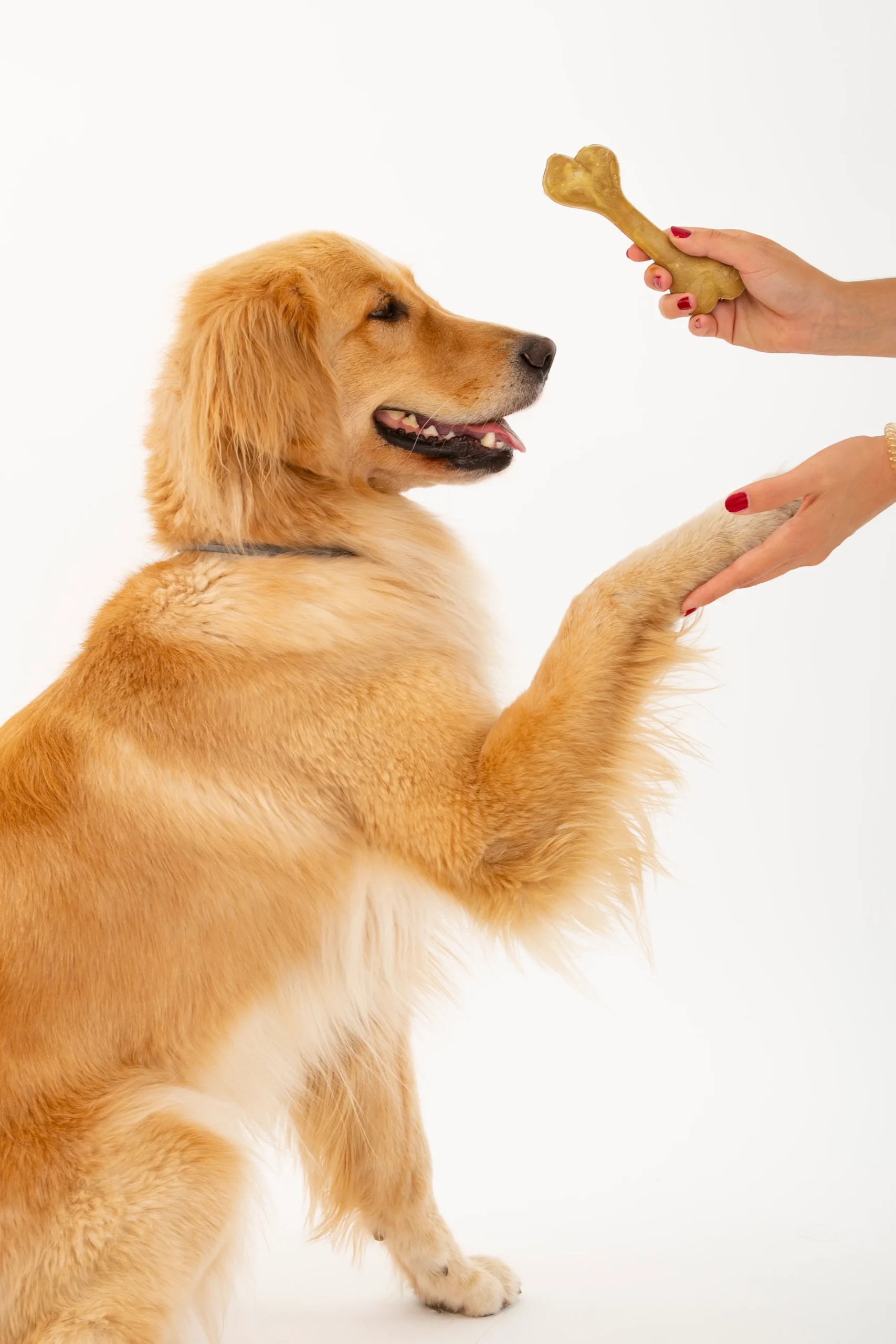 cane con masticativo a forma di osso