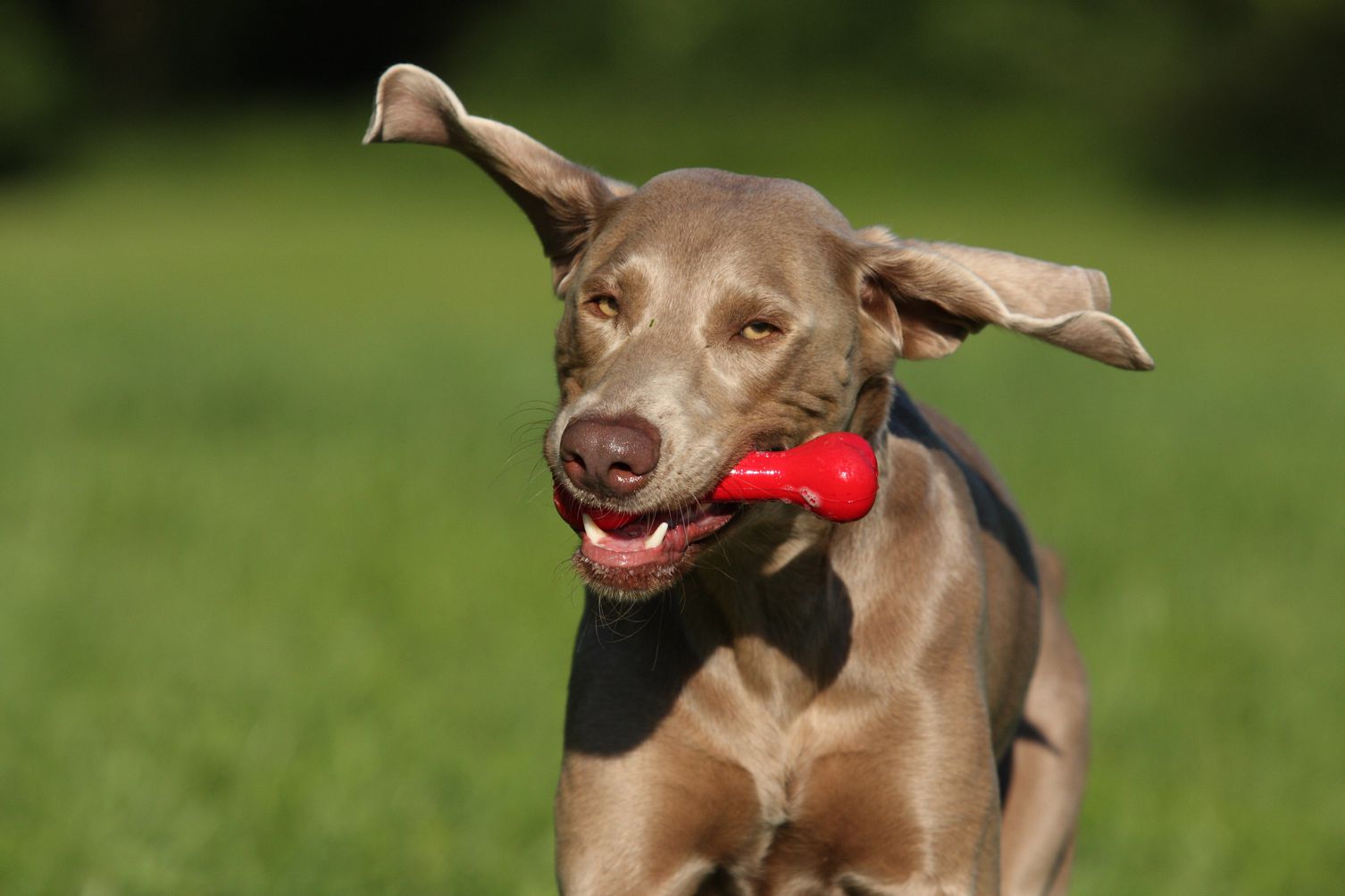 Giochi per cani