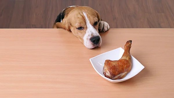 Coscia di pollo e cane
