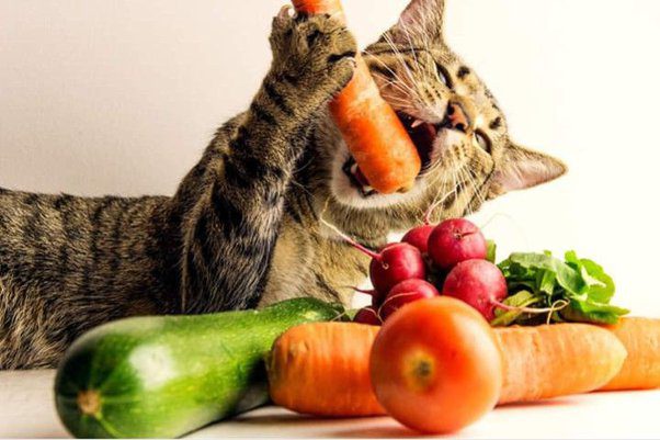 La dieta vegetariana e vegana per cani e gatti