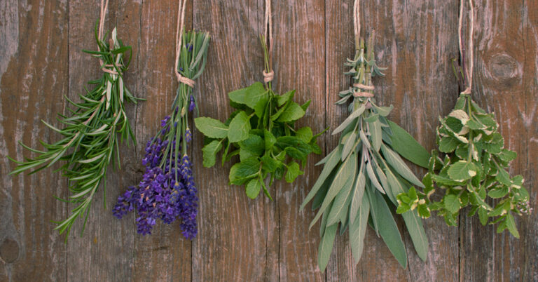 erbe aromatiche