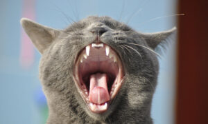 bocca gatto