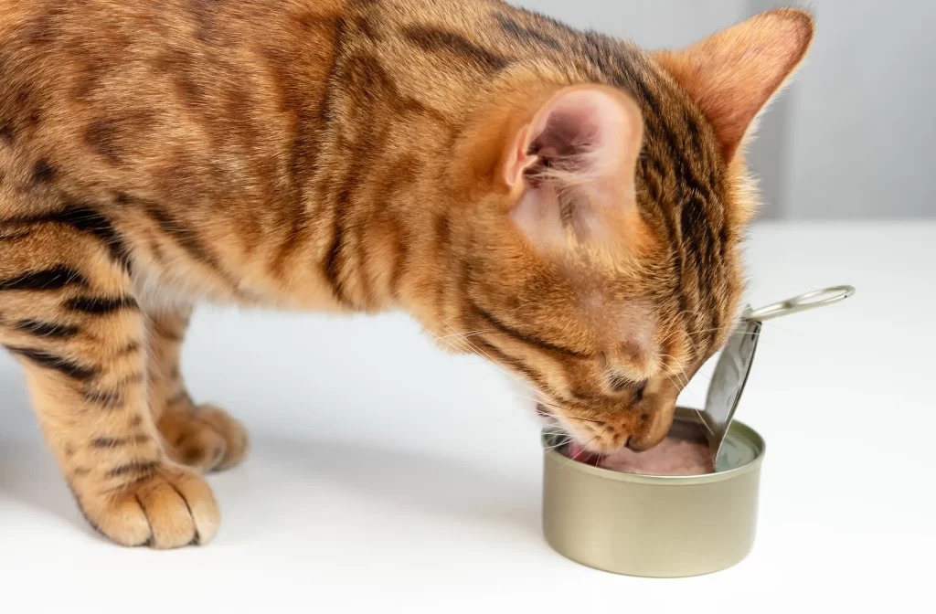 gatto che mangia il tonno