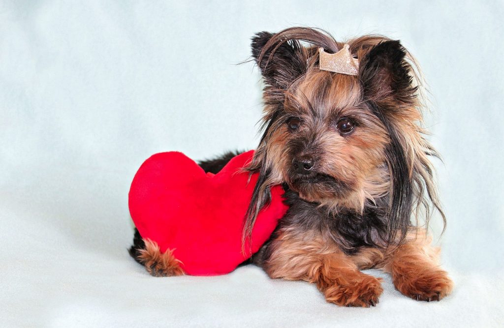 cane con cuore