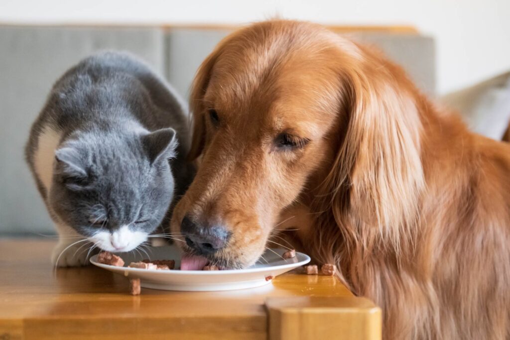 cane e gatto che mangiano dallo stesso piatto