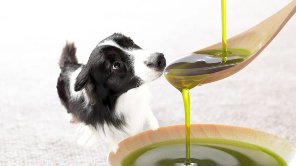 olio e dieta cane