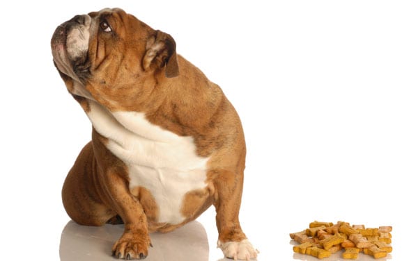 cane che non mangia