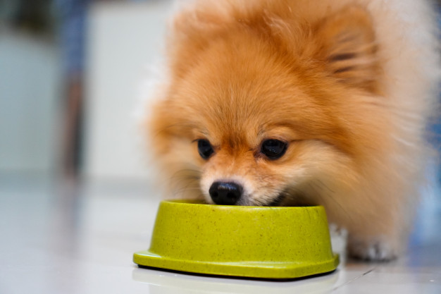 cane che mangia