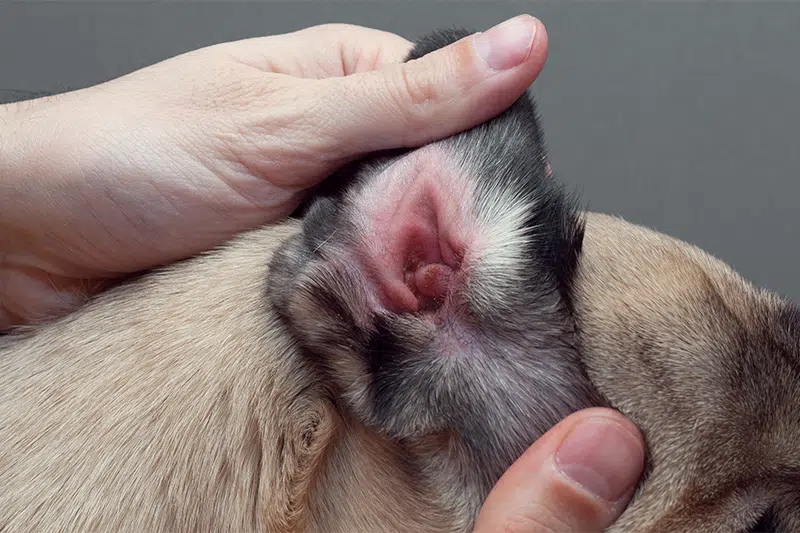 otite nel cane