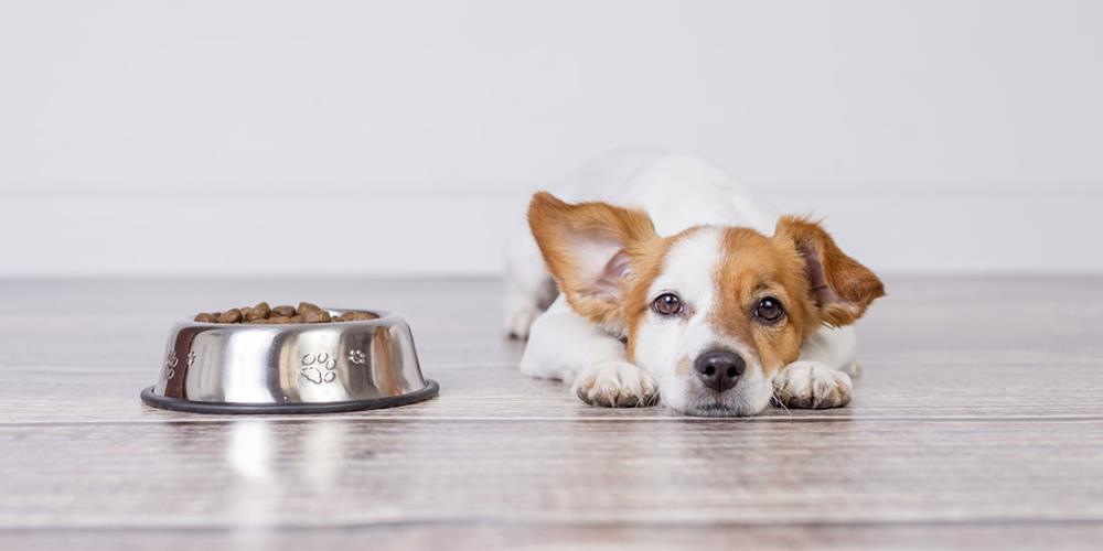cane che non mangia