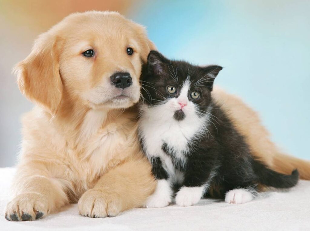 cuccioli e gattini