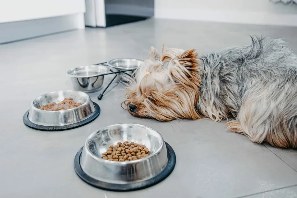 cane che non mangia
