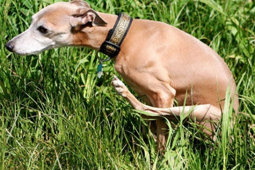 cane carriola